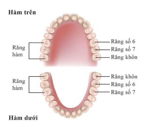 Hàm răng của con người có tổng cộng 32 cái răng thực hiện các chức năng chính là ăn nhai,phát âm và thẩm mỹ